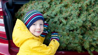 Christmas Tree and Admission